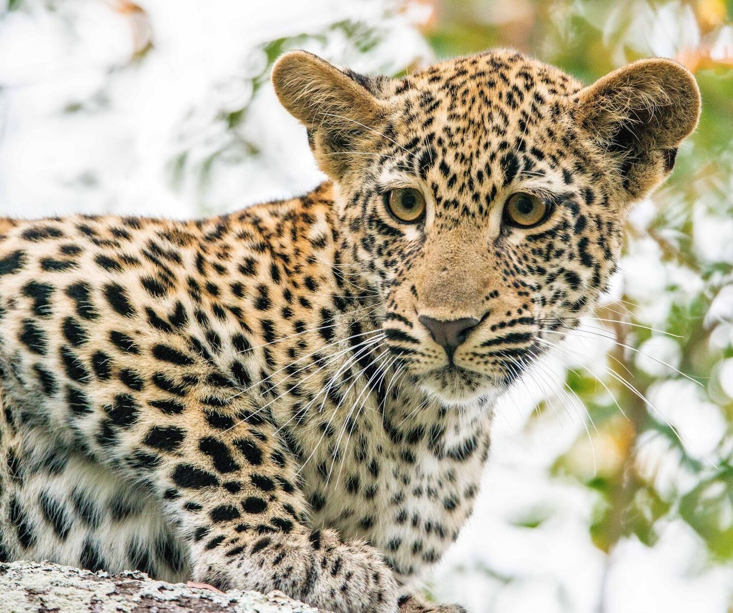 PlaceholderImage1302